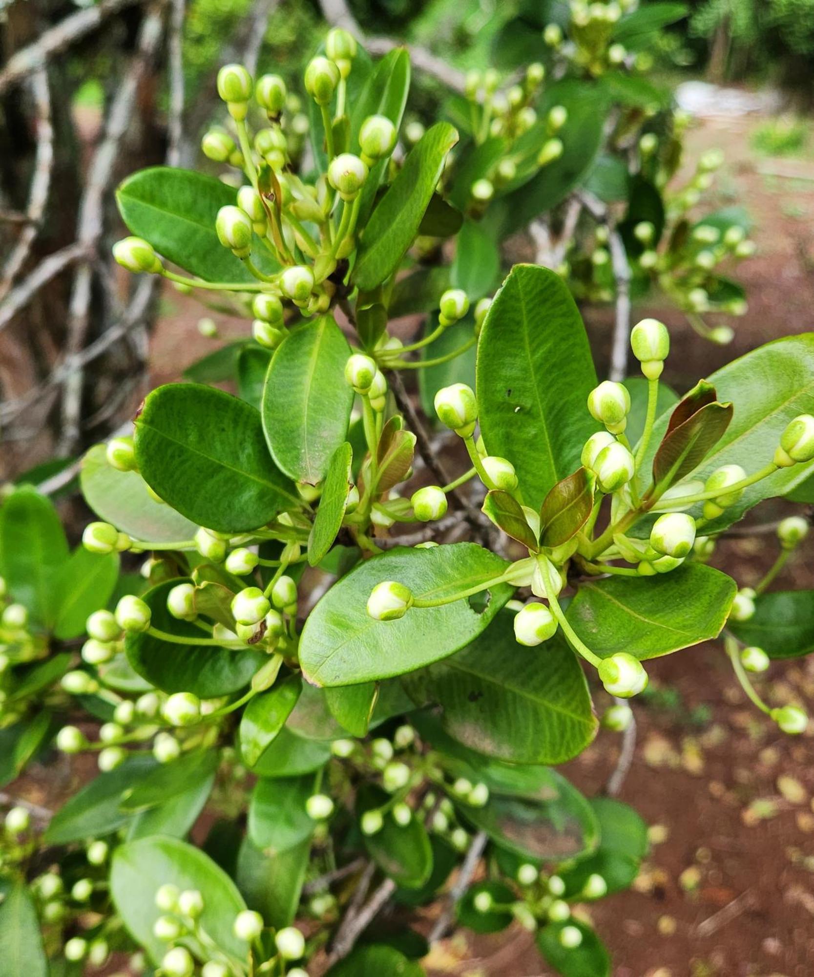 Pousada La Na Roca Paraisopolis Ngoại thất bức ảnh